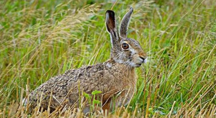 世界上跑的最快的兔子来自于哪里？它的速度究竟有多快？