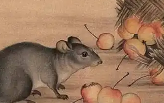 《诗经·相鼠》的原文是什么？怎么翻译？
