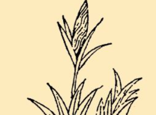 本草纲目·第八卷·草部·山柰原文是什么内容？