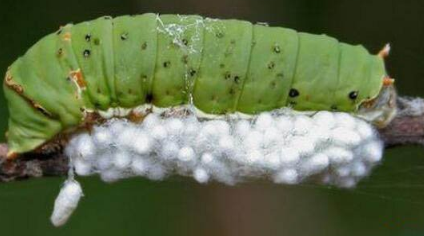 经过科学家们的探索，僵尸毛虫究竟是一种怎样的生物？