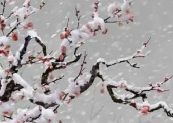 《梅花落·中庭多杂树》原文译文以及鉴赏