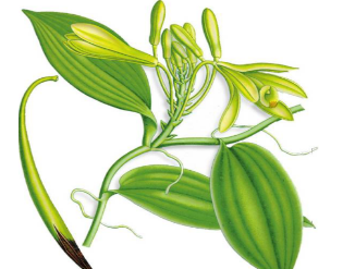 本草纲目·第八卷·草部·黄精具体内容是什么？