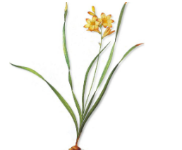 本草纲目·第八卷·草部·仙茅原文是什么内容？