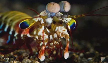 作为世界上最凶残的虾，雀尾螳螂虾一般隐匿在哪里？
