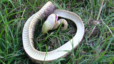 作为世界上最胆小的蛇，猪鼻蛇遇到了人类会怎么办？