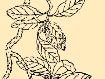 本草纲目·第八卷·草部·木莲原文是什么内容？