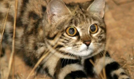 黑足猫是一种非常可爱的猫科动物，但它为何会被禁养？