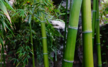 毛竹长什么样子？都有哪些形态特征呢？