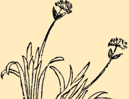 本草纲目·第八卷·草部·知母具体内容是什么？