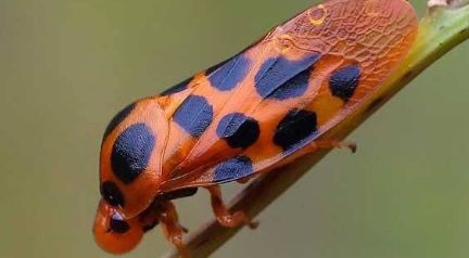 世界上跳的最高的昆虫叫什么名字？为什么它是当之无愧的？