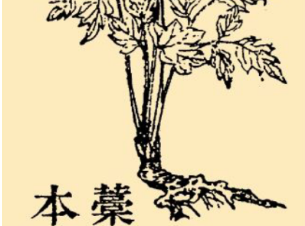 本草纲目·第八卷·草部·藁本具体内容是什么？