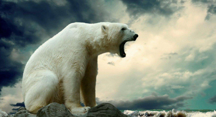 世界上最大的北极熊有多重？它和棕熊比较起来怎么样？