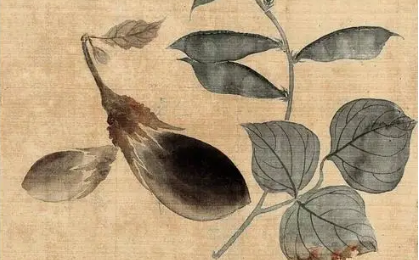 在唐朝时期，茄子除了作为蔬菜之外还有什么作用？