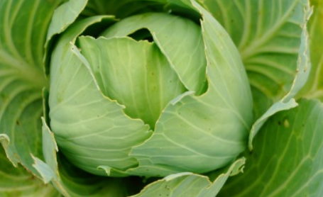 卷心菜长什么样子？都有哪些形态特征呢？