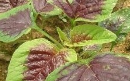 苋菜长什么样子？都有哪些形态特征呢？