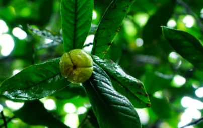 长叶越南油茶长什么样子？都有哪些形态特征呢？