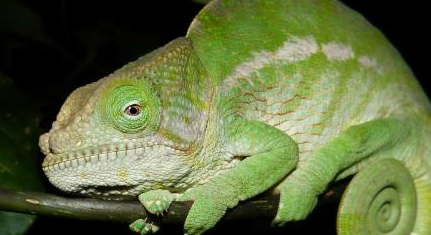 在自然界的生物中，圆角变色龙与其他变色龙有何区别？
