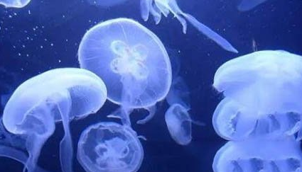 经过科学家们的探索，哪种水母物种被称为“不死水母”？