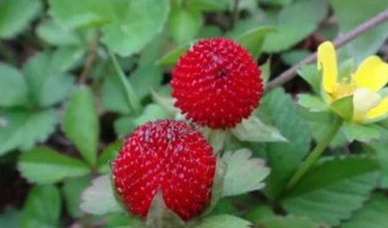 蛇莓是种什么样的植物？它生长的附近会有蛇存在吗？
