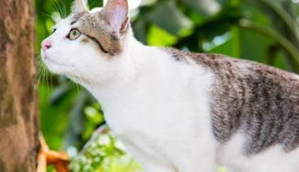 成年野猫可以养熟吗？可以，但需要主人的悉心照料