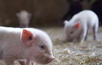 微型猪有什么价值和特征？为何称它为世界上最小的猪？