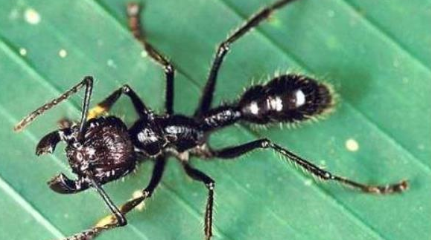 作为世界上咬人最痛的蚂蚁，子弹蚁的疼痛指数排第几？