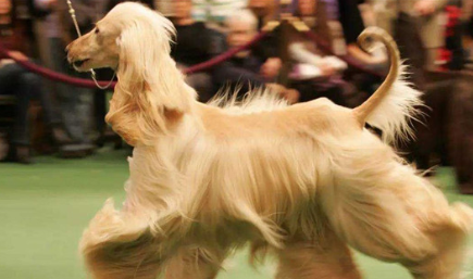 世界上最漂亮的犬种长什么样子？它们的性格怎么样？