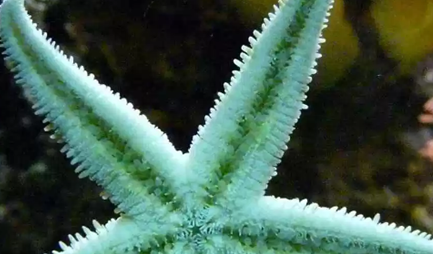 经过科学家们的探索，你们对海星这一物种有怎样的了解？