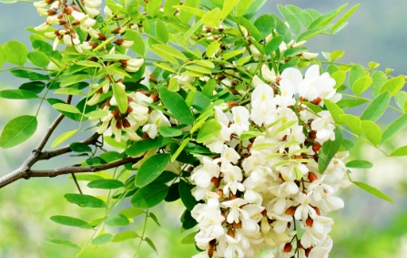 槐花属于什么品种？又有哪些生长的习性呢？