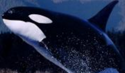 经过科学家们的探索，一望无际的海洋中有哪些恐怖生物？