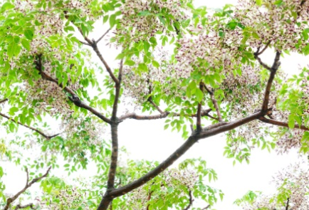 苦楝树长什么样子？都有哪些形态特征呢？