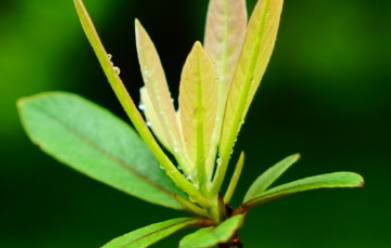 红毛山楠长什么样子？都有哪些形态特征呢？