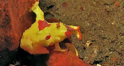 经过科学家们的探索，海洋里有哪些不同寻常的海洋生物？
