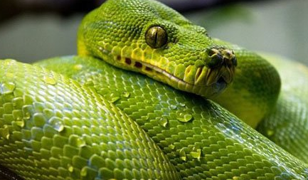 在自然界的生物中，身体呈现出绿色的蛇类有哪些？