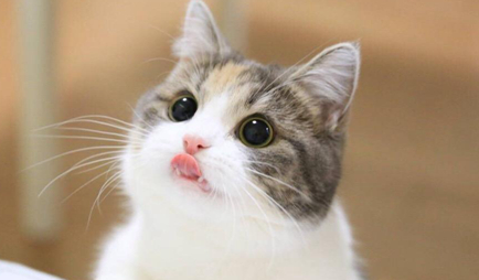 猫的反应速度为什么这么快？有着比较敏锐的视觉和听力