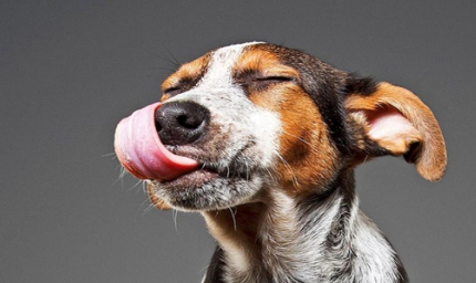 狗为什么在热天爱伸出舌头因为狗的汗腺长在舌头上