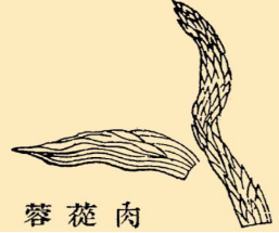 本草纲目·第八卷·草部·肉苁蓉原文是什么内容？