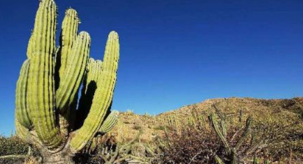 在干旱的沙漠地区，世界上最高的仙人掌究竟有多高？