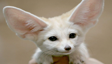 作为世界上最大耳朵的狐狸，大耳狐的耳朵有什么作用？