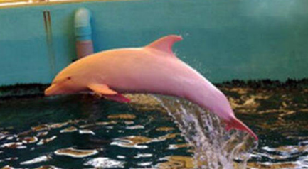 世界上最罕见的海豚长什么样子？它的踪迹出现在哪里？
