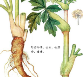 本草纲目·第八卷·草部·白芷原文是什么内容？
