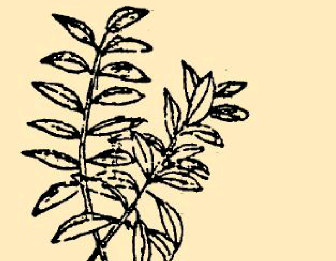 本草纲目·第八卷·草部·石韦原文是什么内容？