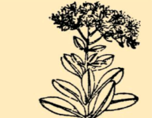 本草纲目·第八卷·草部·景天原文是什么内容？