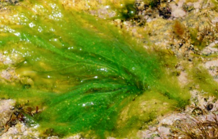 浒苔长什么样子？都有哪些形态特征呢？