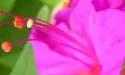 在自然界的生物中，你们知道有哪些花只在夜晚开放吗？