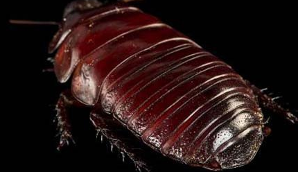 在自然界的生物中，犀牛蟑螂为何能被人当作宠物饲养？