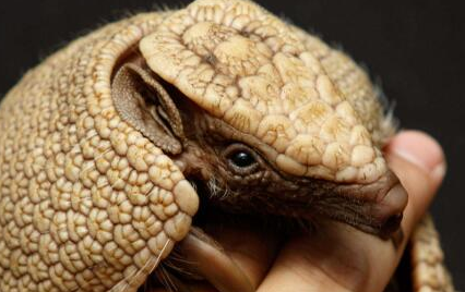 在自然界的生物中，九带犰狳最喜欢在怎样的环境中生活？