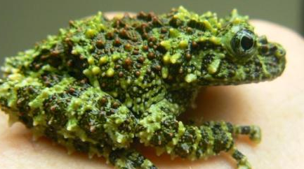 在自然界的生物中，越南苔藓蛙的伪装能力究竟有多强？