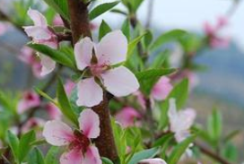 李白和汪伦感情有多好？是怎么被汪伦&ldquo;骗&rdquo;去做客的？