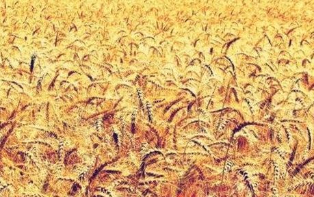 古代打仗古人是如何提供粮食的 古人是怎么解决这个问题的